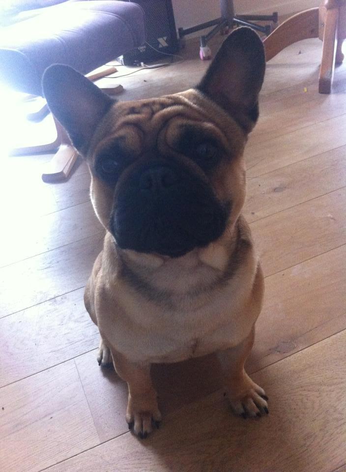 Mops Felix - 26-05-2013 billede 2