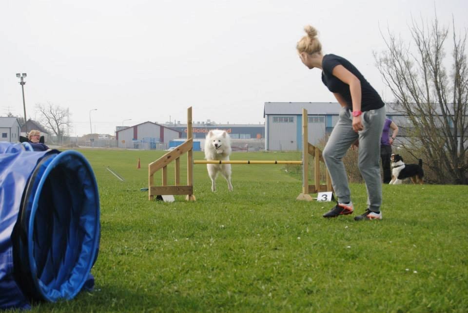 Japansk spids - Chiko - Lee Gibson kursus i Sverige - d. 9+10 maj. 2013 billede 26