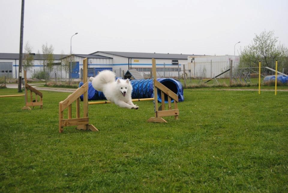 Japansk spids - Chiko - Lee Gibson kursus i Sverige 9+10 maj. 2013 billede 24