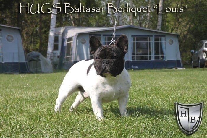 Fransk bulldog HUGS Baltasar Berliquet billede 18