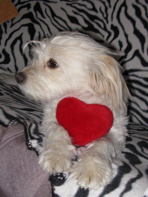 Blanding af racer Molly billede 1