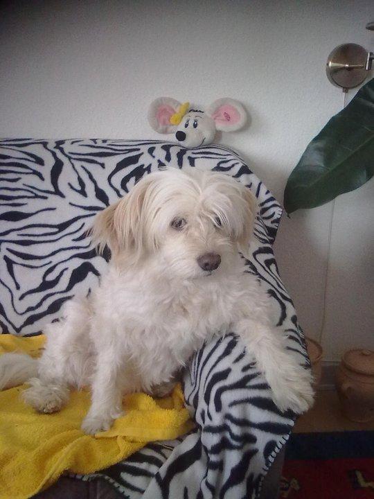 Blanding af racer Molly billede 2