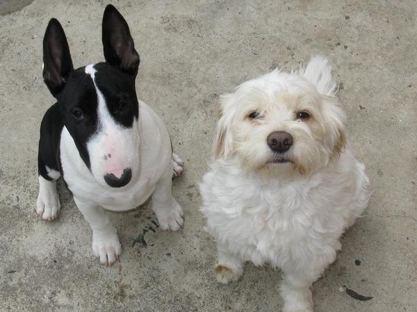 Blanding af racer Molly billede 3