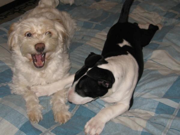 Blanding af racer Molly billede 4