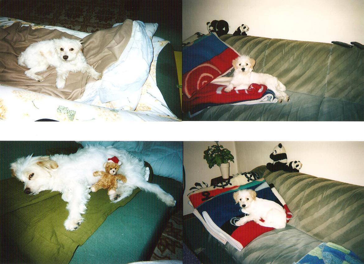 Blanding af racer Molly billede 5