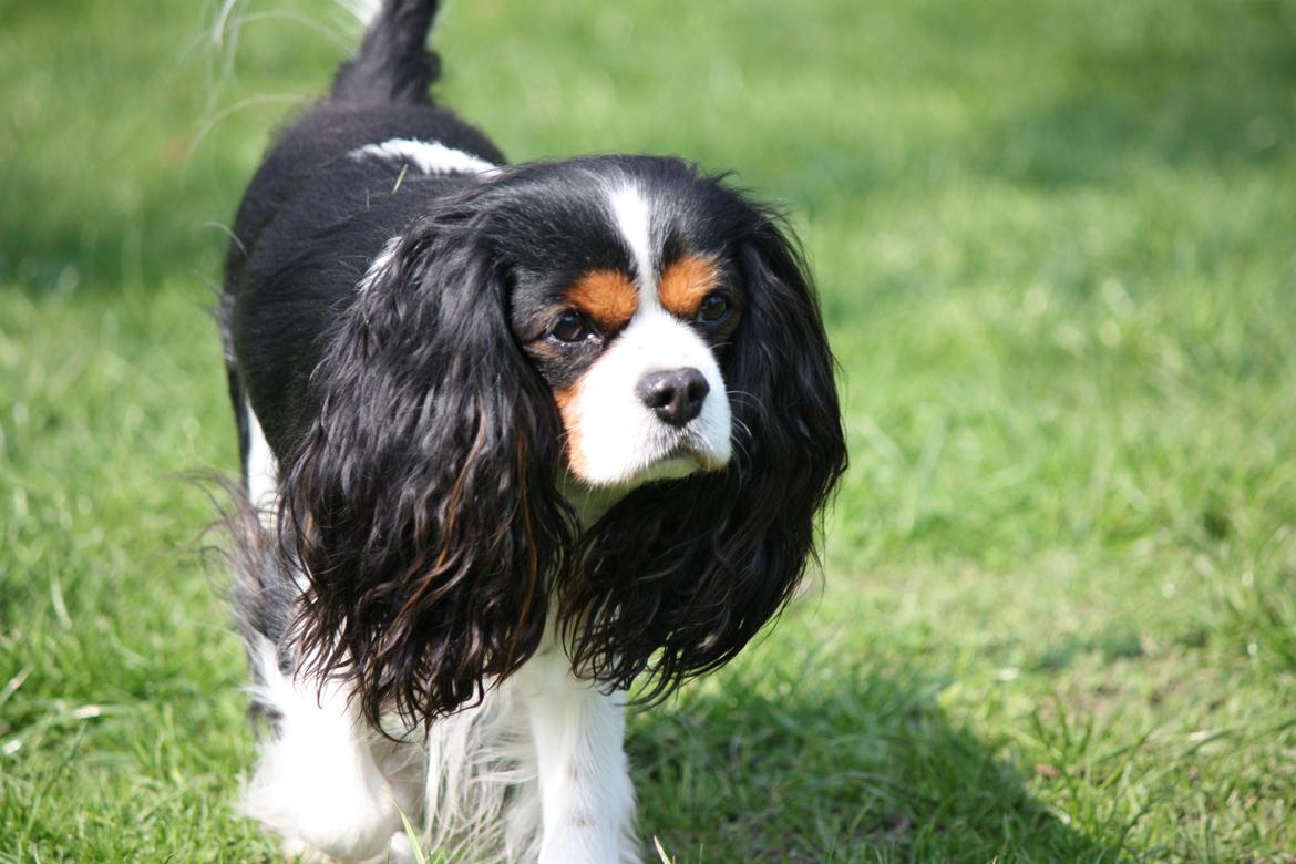 Cavalier king charles spaniel Birkedals Charlie <3 *SOULMATE* billede 9