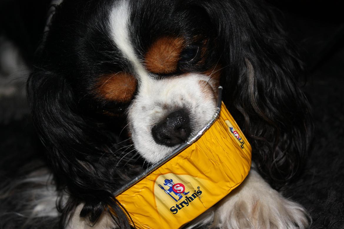 Cavalier king charles spaniel Birkedals Charlie <3 *SOULMATE* billede 12