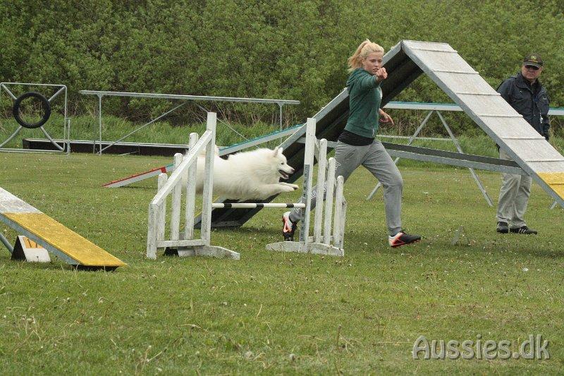 Japansk spids - Chiko - Agility konkurrence Nykøbing/Rørvig d.26/05/2013
Foto: Carina billede 6