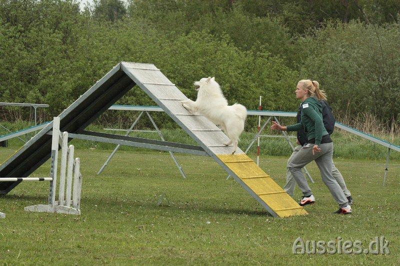 Japansk spids - Chiko - Agility konkurrence Nykøbing/Rørvig d.26/05/2013
Foto: Carina billede 10