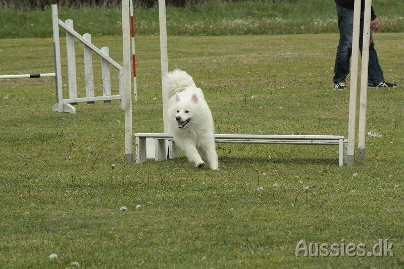 Japansk spids - Chiko - Agility konkurrence Nykøbing/Rørvig d.26/05/2013
Foto: Carina billede 19