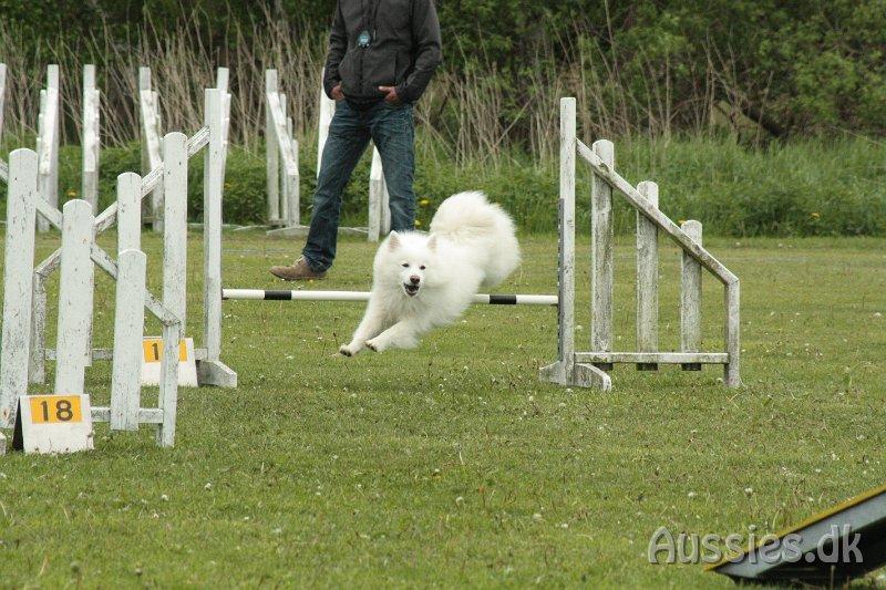 Japansk spids - Chiko - Agility konkurrence Nykøbing/Rørvig d.26/05/2013
Foto: Carina billede 20