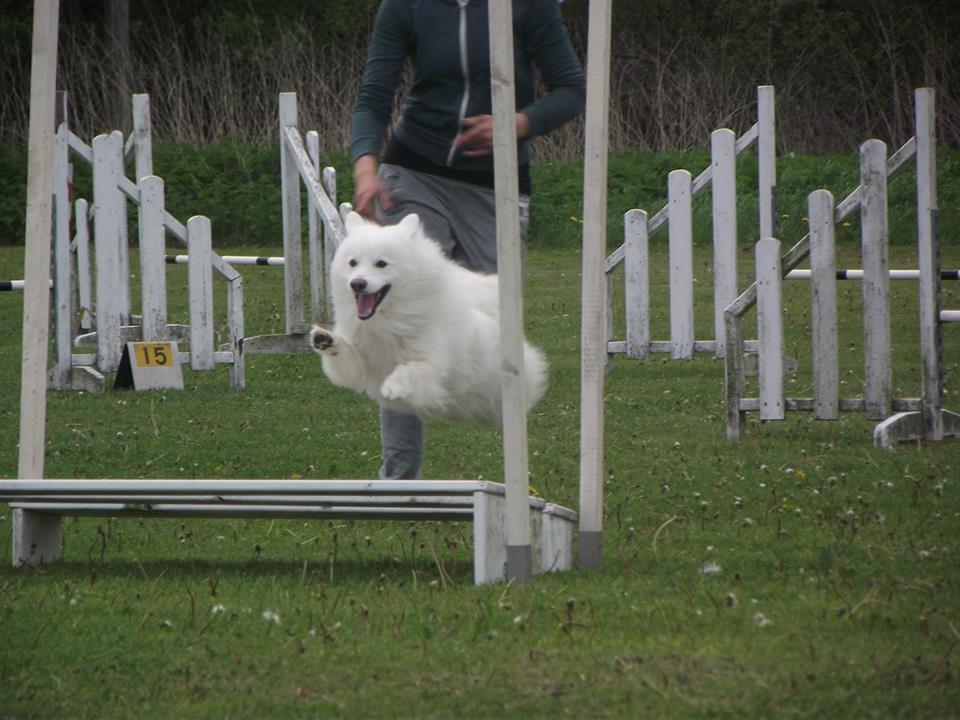 Japansk spids - Chiko - Chiko i flyvende stil over flyet - AG konkurrence d.26/05/2013 billede 11