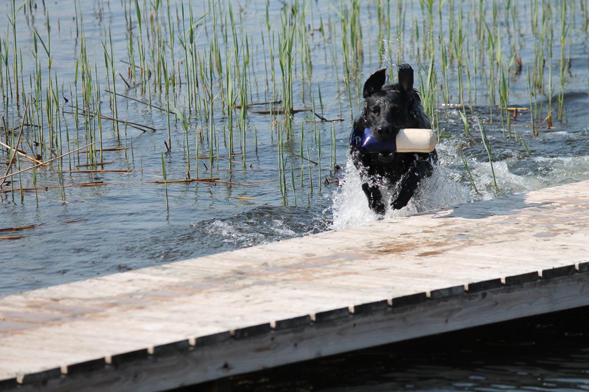 Flat coated retriever Tanima Flatcoats Bumble Bee | Beah - Beah i fuld fart hjem 18/04/13 Foto: far billede 20