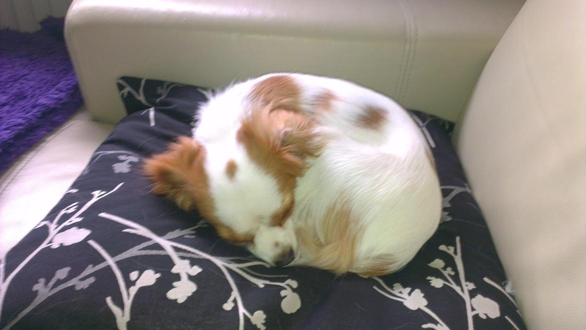 Cavalier king charles spaniel Bailey billede 1