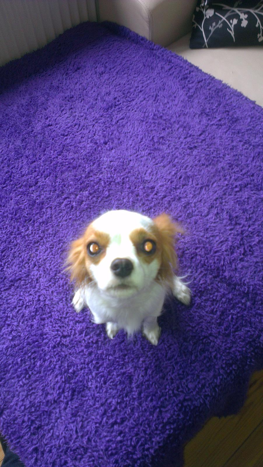 Cavalier king charles spaniel Bailey billede 4