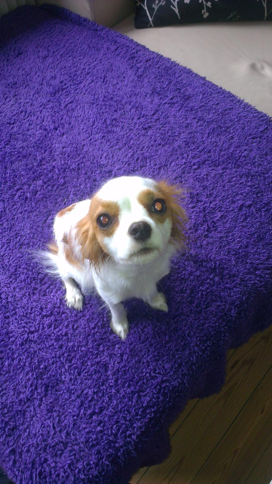 Cavalier king charles spaniel Bailey billede 5