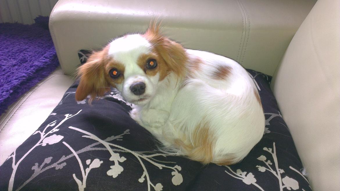 Cavalier king charles spaniel Bailey billede 2