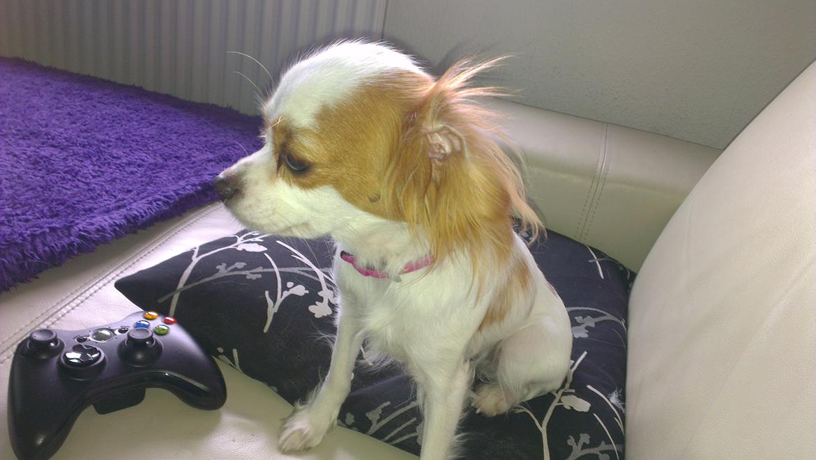 Cavalier king charles spaniel Bailey billede 3