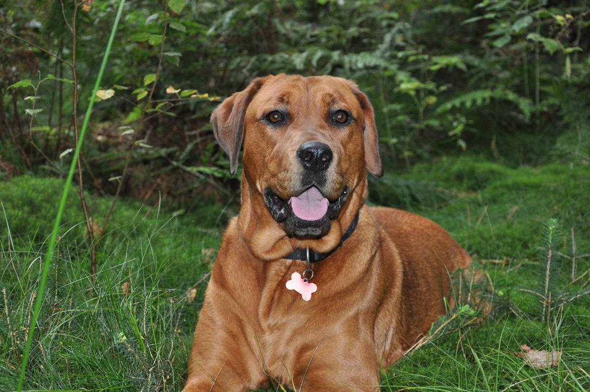 Blanding af racer Dina billede 1