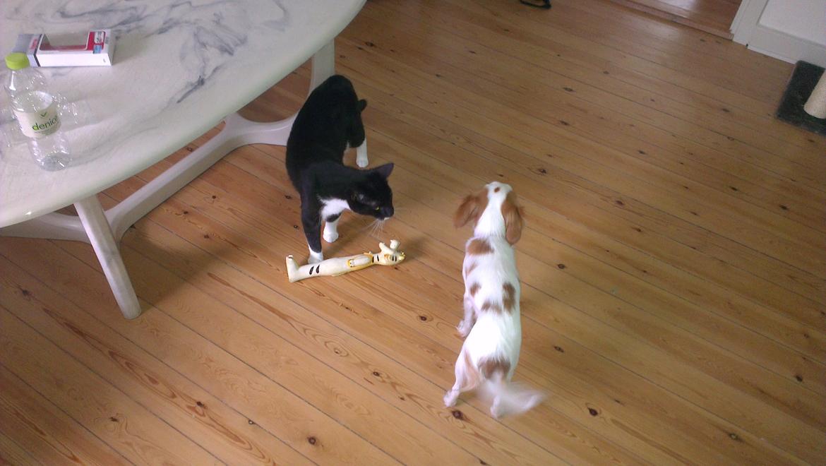 Cavalier king charles spaniel Bailey - Stadig ikke helt vand til hinanden men det kommer nok billede 6