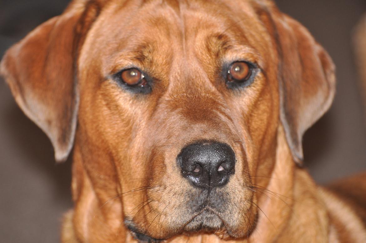 Blanding af racer Dina billede 2