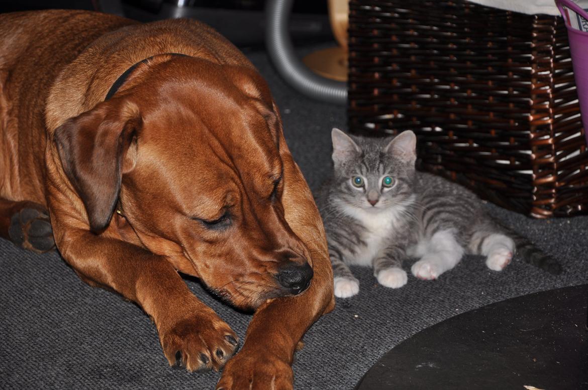 Blanding af racer Dina billede 3