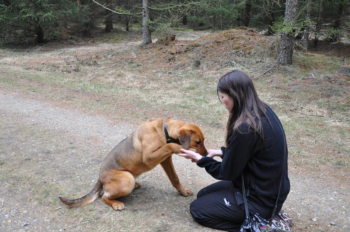 Blanding af racer Dina billede 4