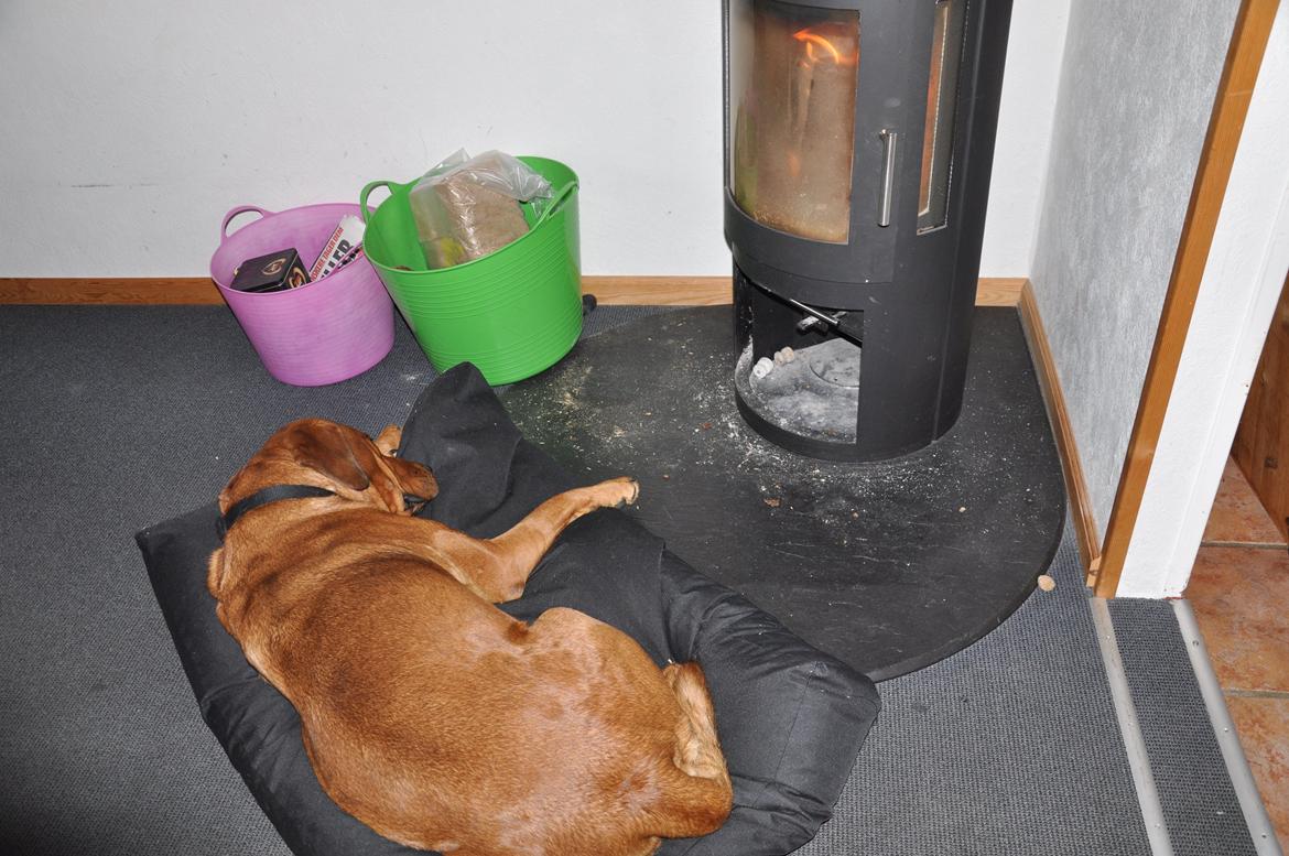 Blanding af racer Dina billede 5