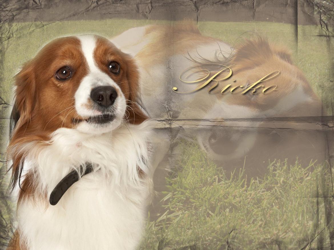 Kooikerhondje Ricko billede 20