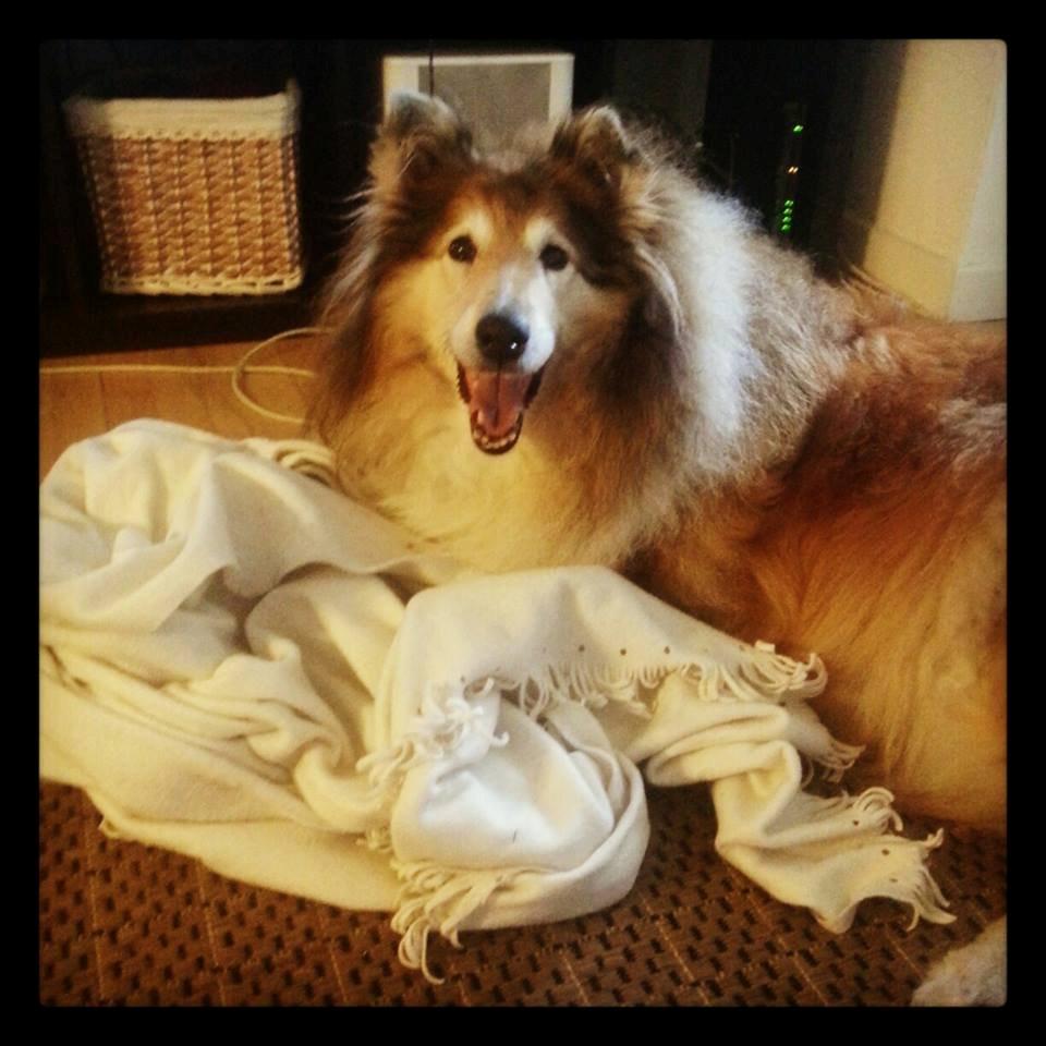 Collie langhåret Blanca - Ballade humør :D billede 16