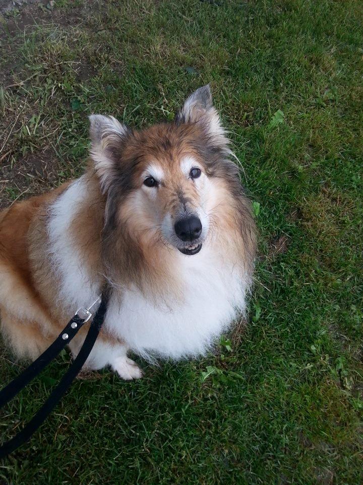 Collie langhåret Blanca - Kommer med mor alle stedet, her til DM i dressur i ringsted 2013 billede 17