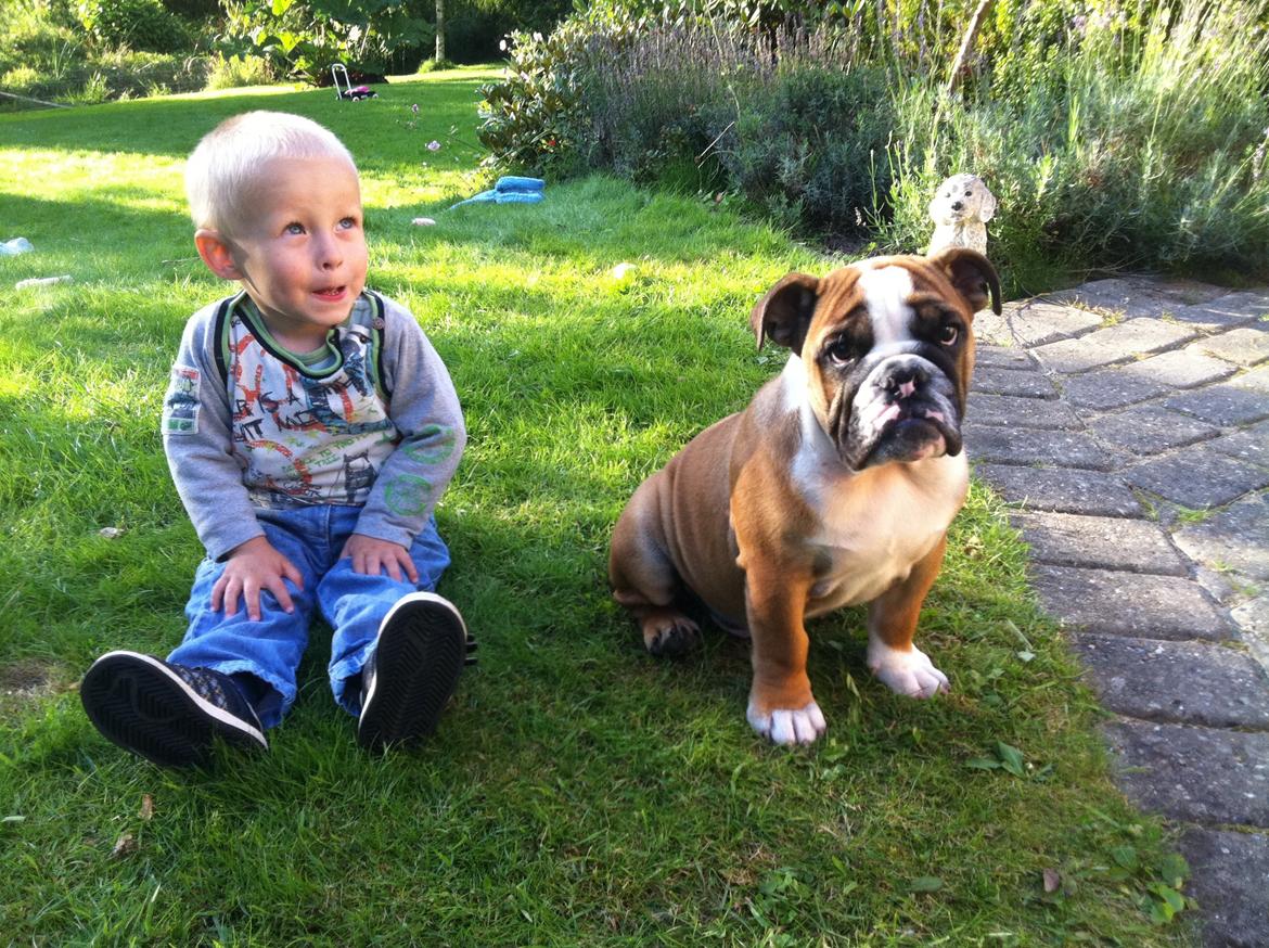 Engelsk bulldog Glory Hunter Kinibox aka Jørgen Jensen billede 1