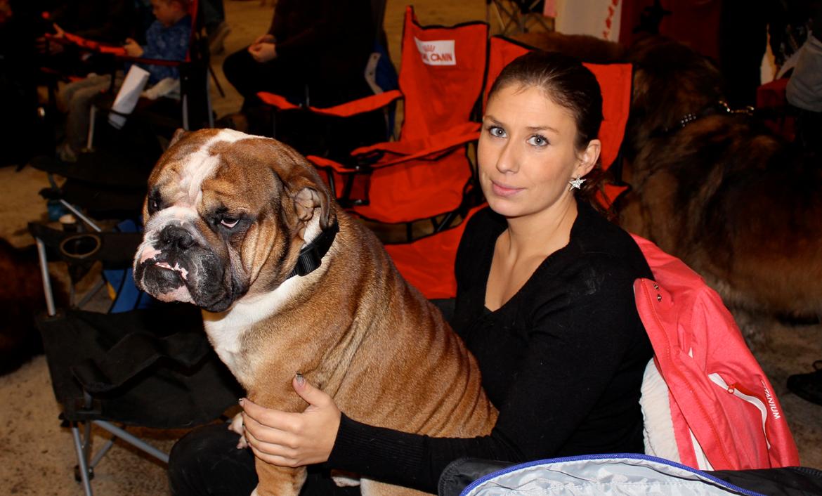 Engelsk bulldog Glory Hunter Kinibox aka Jørgen Jensen billede 2