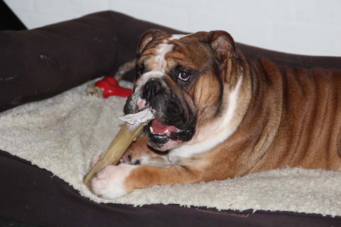 Engelsk bulldog Glory Hunter Kinibox aka Jørgen Jensen billede 3