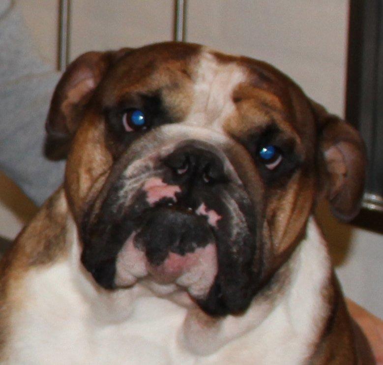 Engelsk bulldog Glory Hunter Kinibox aka Jørgen Jensen billede 4