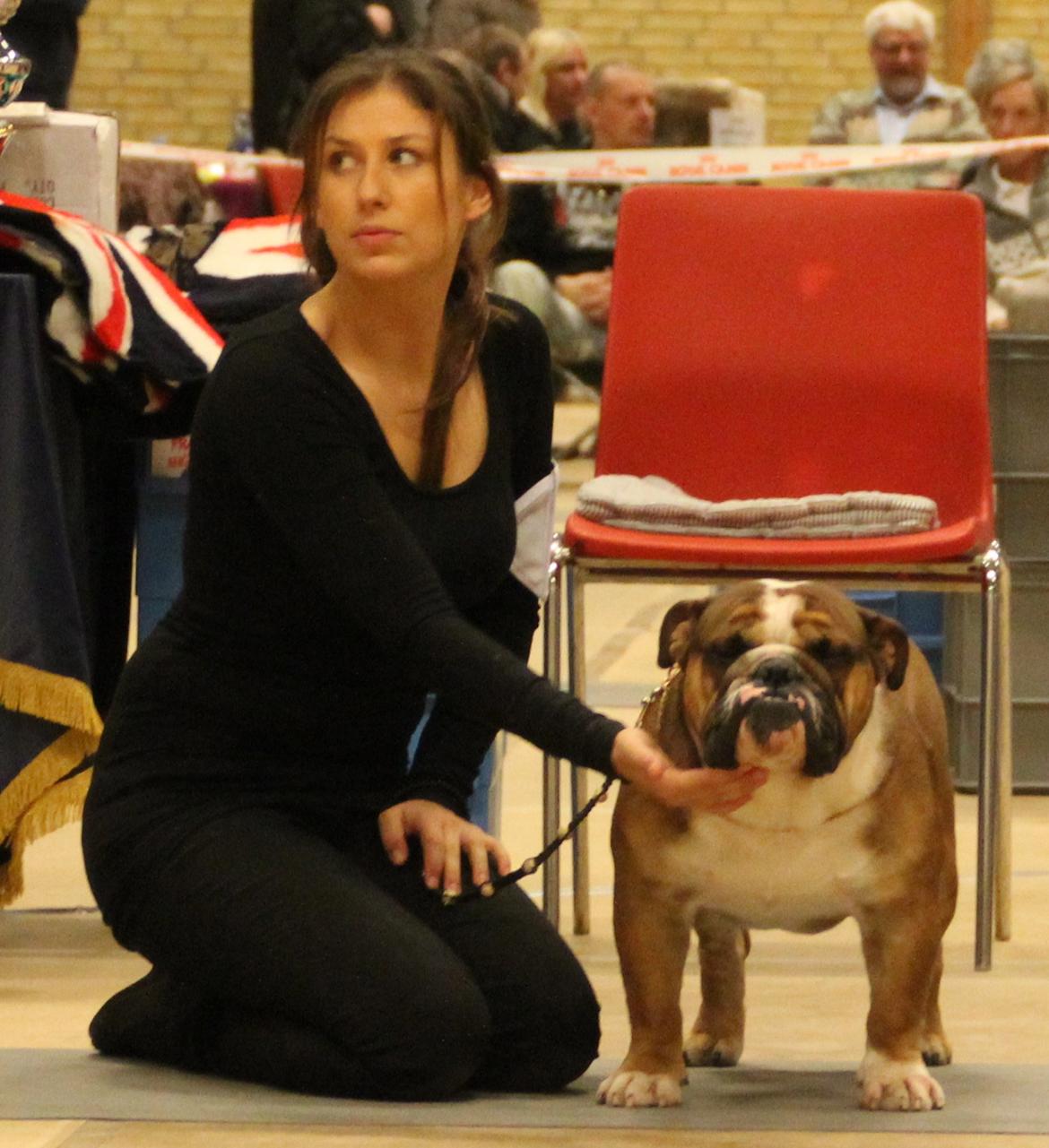 Engelsk bulldog Glory Hunter Kinibox aka Jørgen Jensen billede 5