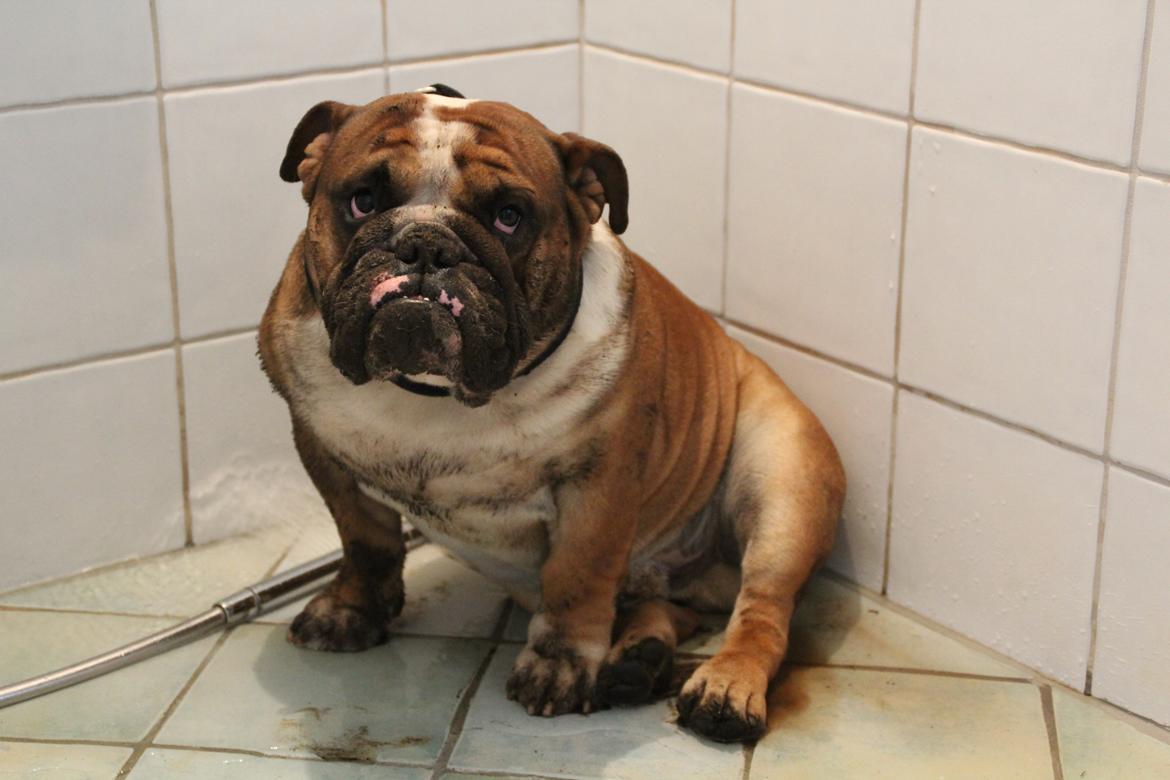 Engelsk bulldog Glory Hunter Kinibox aka Jørgen Jensen billede 6