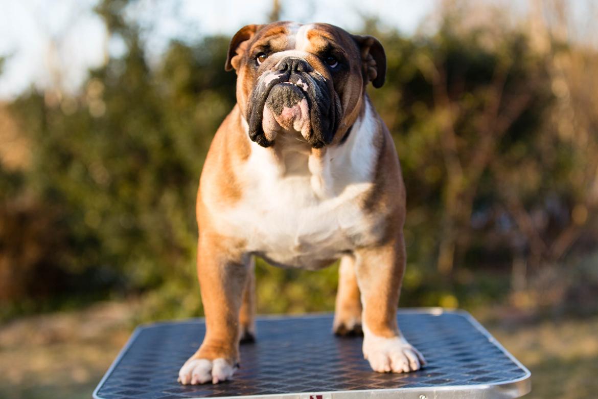 Engelsk bulldog Glory Hunter Kinibox aka Jørgen Jensen billede 7