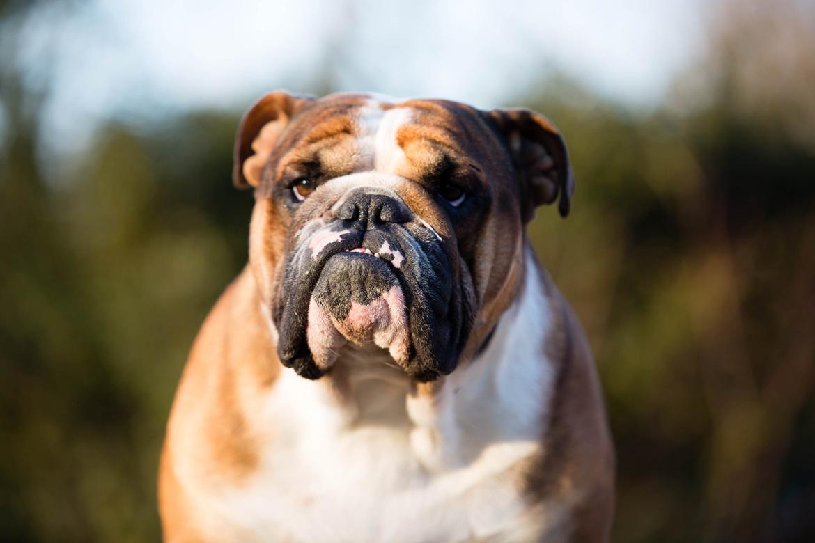 Engelsk bulldog Glory Hunter Kinibox aka Jørgen Jensen billede 8