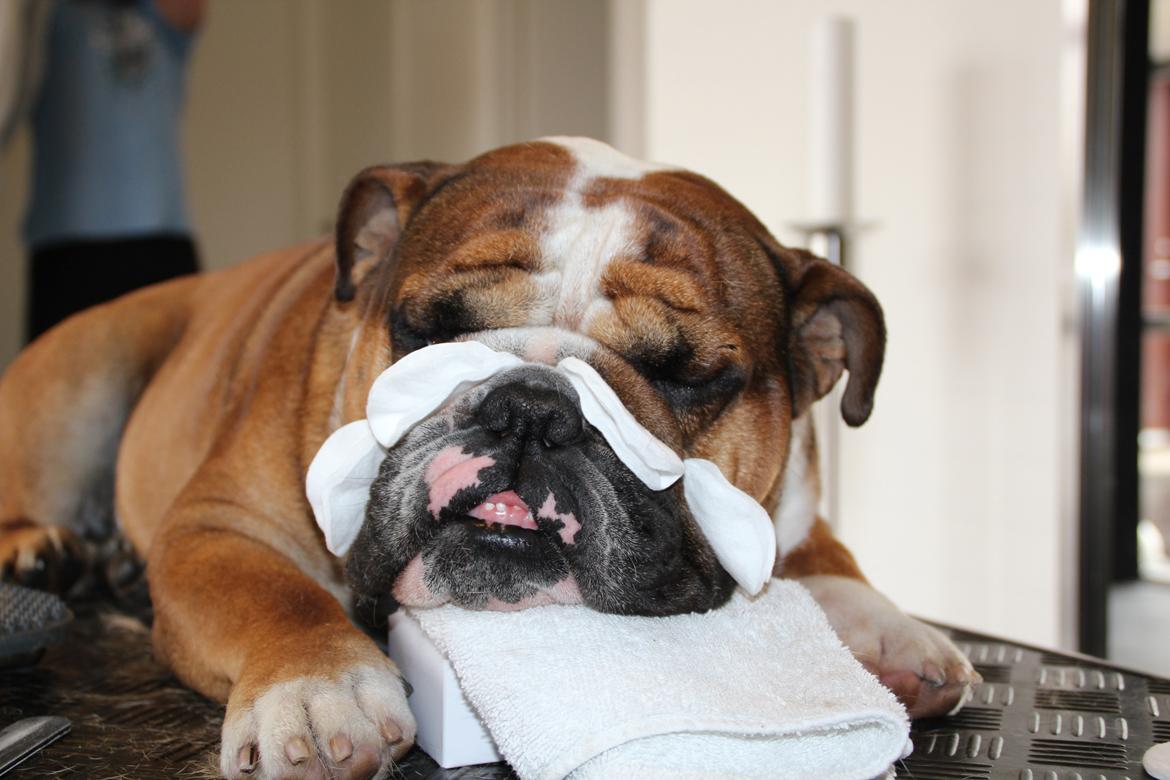 Engelsk bulldog Glory Hunter Kinibox aka Jørgen Jensen billede 9