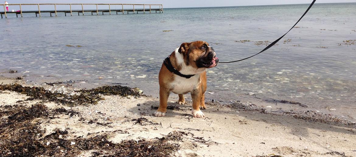 Engelsk bulldog Glory Hunter Kinibox aka Jørgen Jensen billede 10