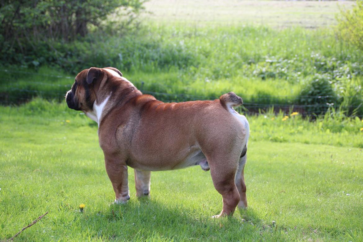 Engelsk bulldog Glory Hunter Kinibox aka Jørgen Jensen billede 11