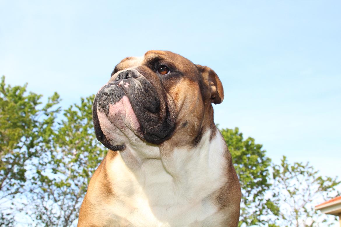 Engelsk bulldog Glory Hunter Kinibox aka Jørgen Jensen billede 12