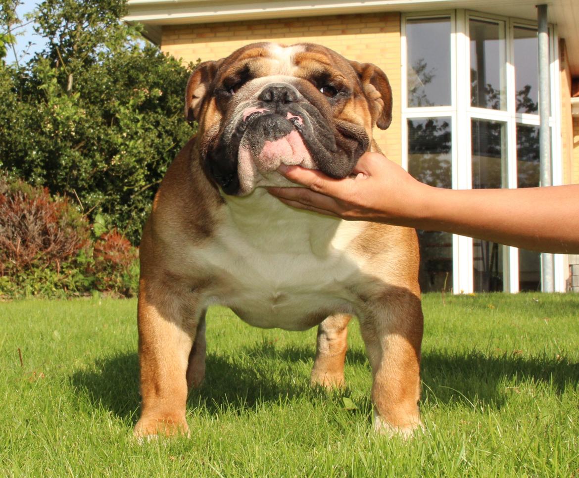 Engelsk bulldog Glory Hunter Kinibox aka Jørgen Jensen billede 13