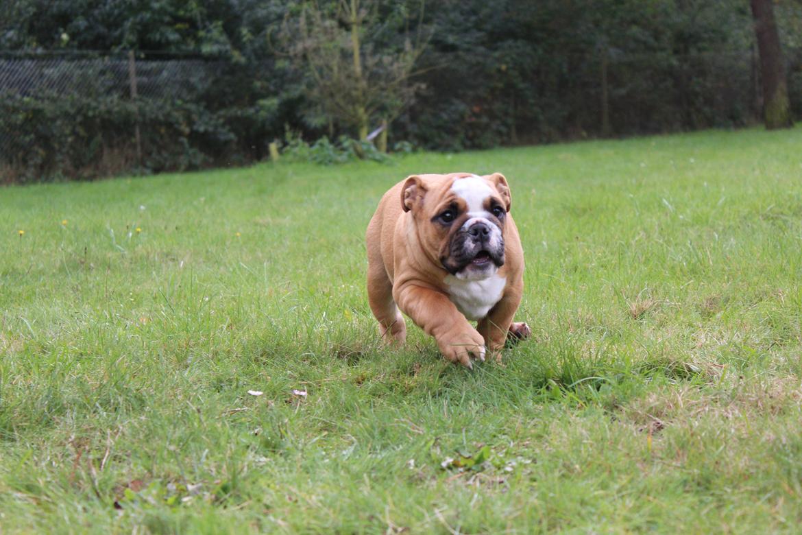 Engelsk bulldog Nobozz Maximus aka Maxi Børge billede 1