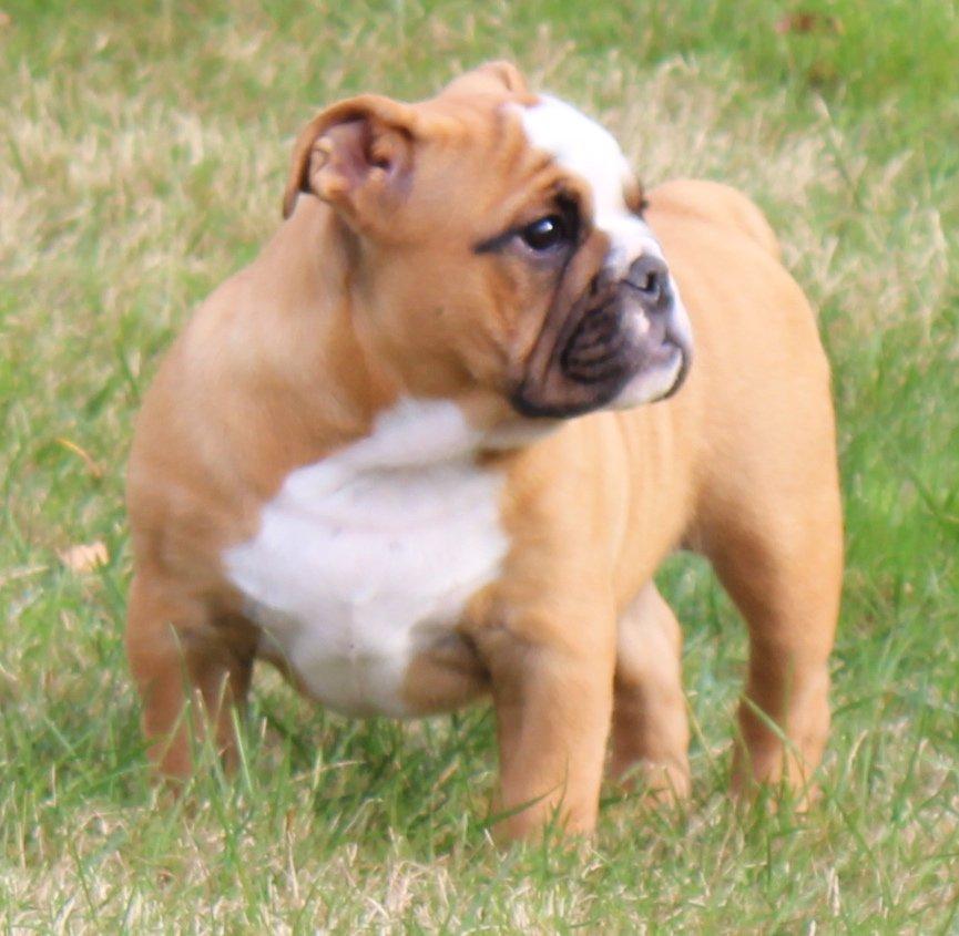 Engelsk bulldog Nobozz Maximus aka Maxi Børge billede 2