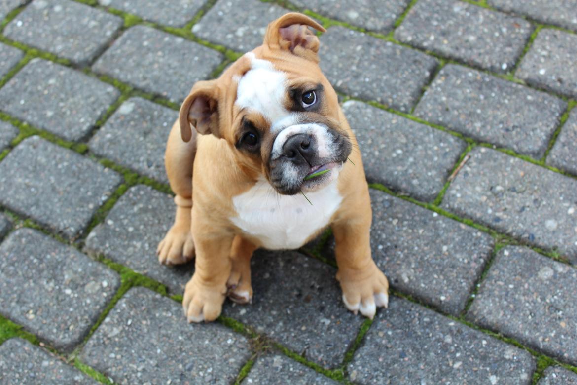 Engelsk bulldog Nobozz Maximus aka Maxi Børge - Den dag Max kom hjem til os. billede 3