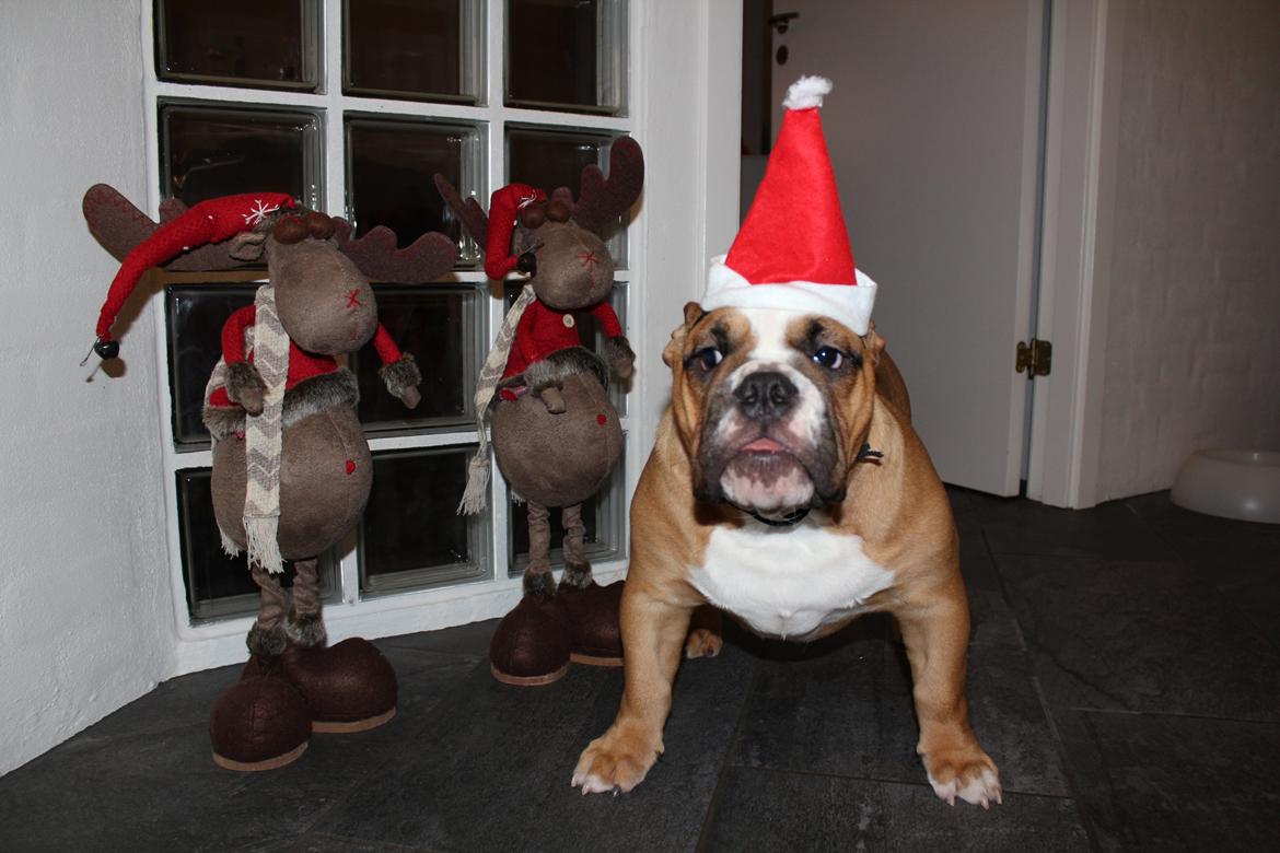 Engelsk bulldog Nobozz Maximus aka Maxi Børge billede 4