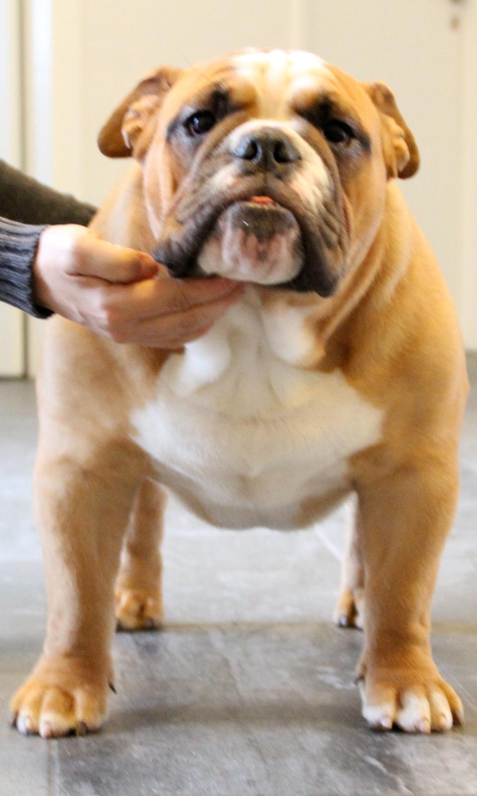 Engelsk bulldog Nobozz Maximus aka Maxi Børge billede 5