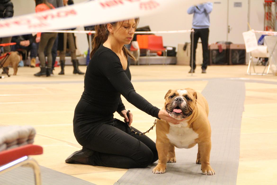 Engelsk bulldog Nobozz Maximus aka Maxi Børge billede 6